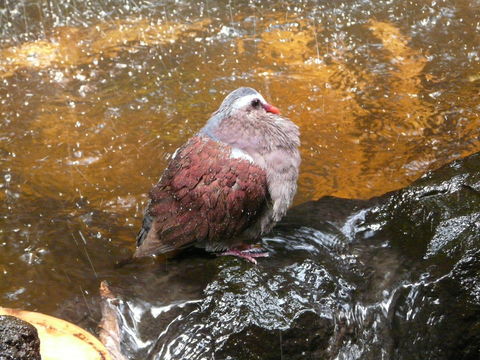 Image of Common Emerald Dove