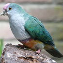 Image of Rose-crowned Fruit Dove