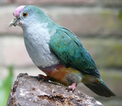 Image of Rose-crowned Fruit Dove