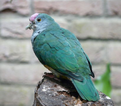 Image of Rose-crowned Fruit Dove