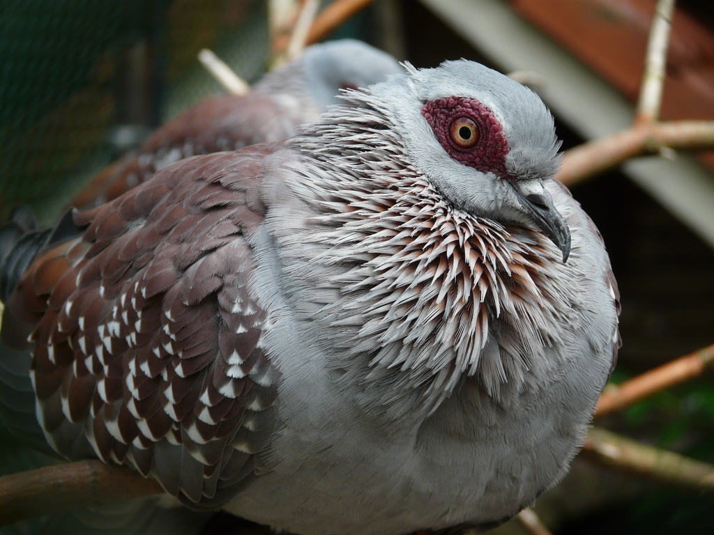 Image of Speckled Pigeon