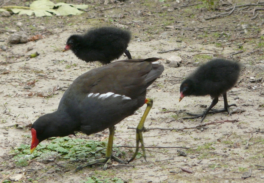 Plancia ëd Gallinula chloropus (Linnaeus 1758)