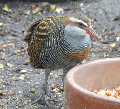 Image of Buff-banded rail