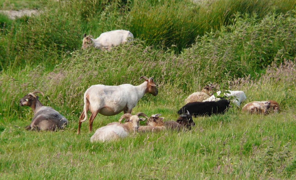 Image of Domestic Sheep