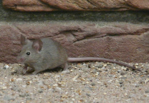 Image of house mouse