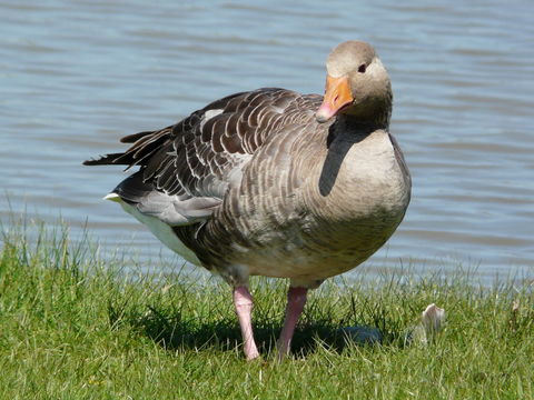 Image of Western Greylag Goose