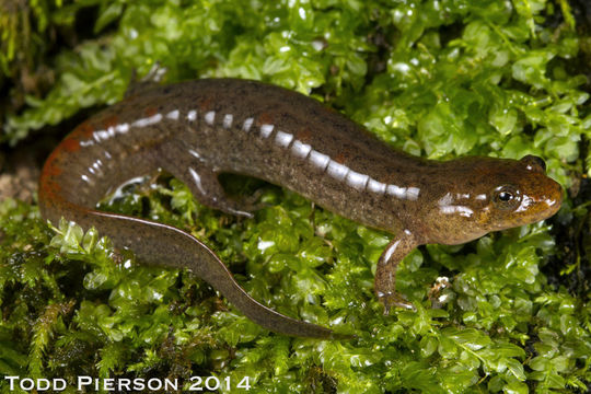 Image of Ouachita Dusky Salamander