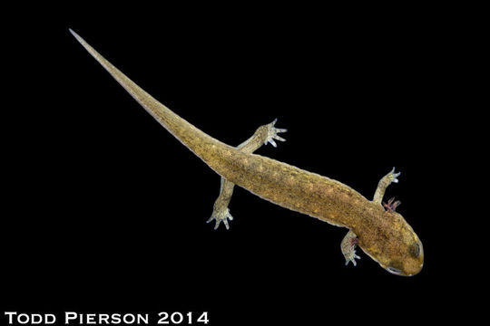 Image of Ouachita Dusky Salamander