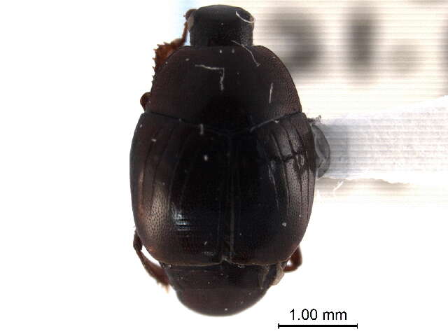 Image of Euspilotus