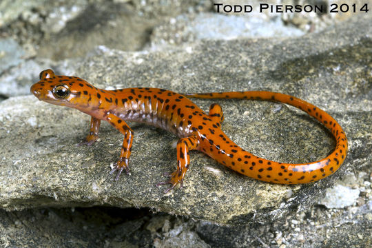 Image of Cave Salamander