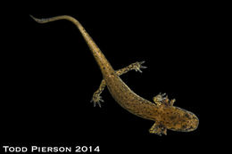 Image of Cave Salamander