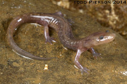 Image of Grotto Salamander