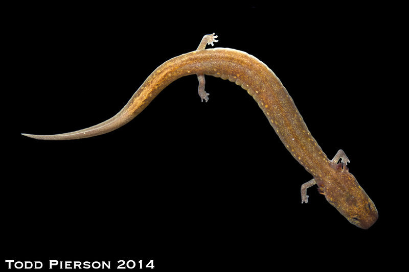 Image of Ouachita Streambed Salamander