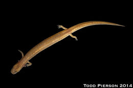Image of Ouachita Streambed Salamander