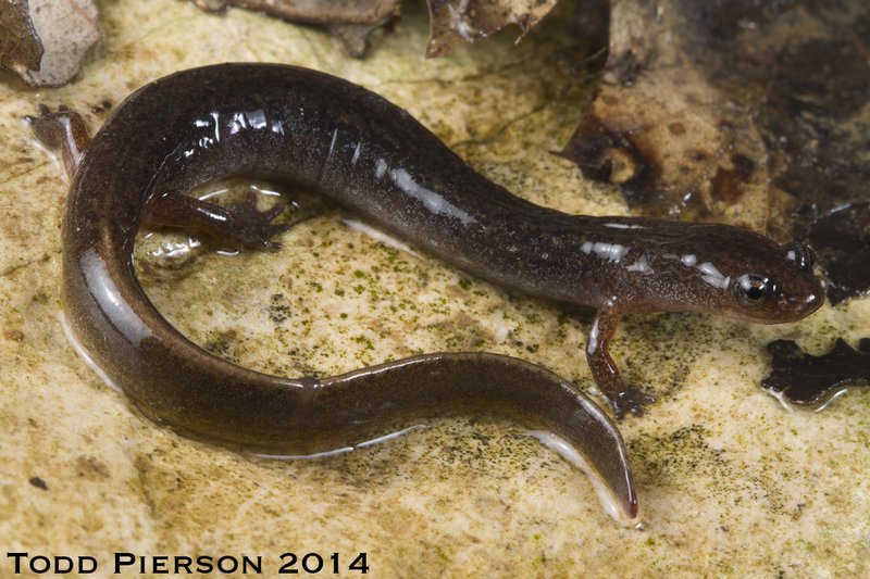 Image of Oklahoma Salamander