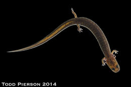 Image of Oklahoma Salamander