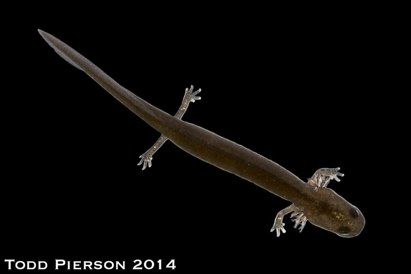 Image of Oklahoma Salamander