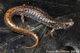 Image of Four-toed Salamander