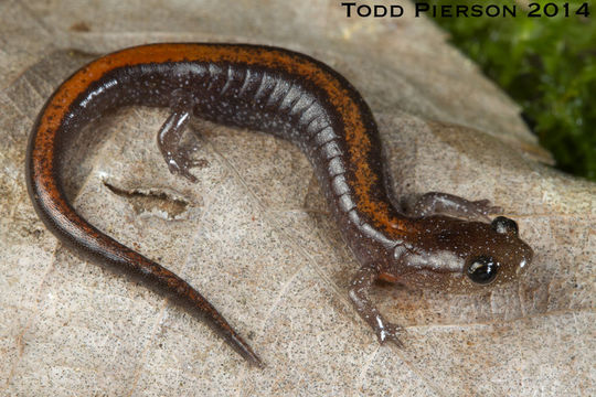 Image of Ozark Zigzag Salamander