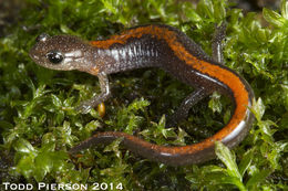 Image of Ozark Zigzag Salamander