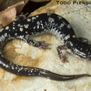 Image of Fourche Mountain Salamander