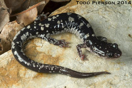 Plancia ëd Plethodon fourchensis Duncan & Highton 1979