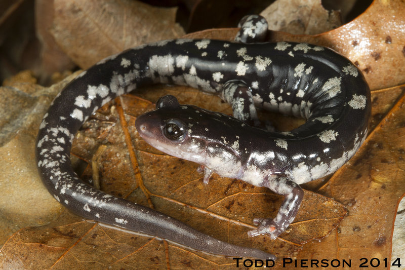 Plancia ëd Plethodon fourchensis Duncan & Highton 1979