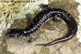 Image of Plethodon kiamichi Highton ex Highton, Maha & Maxson 1989