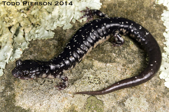 Image de Plethodon kiamichi Highton ex Highton, Maha & Maxson 1989