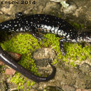 Image of Rich Mountain Salamander