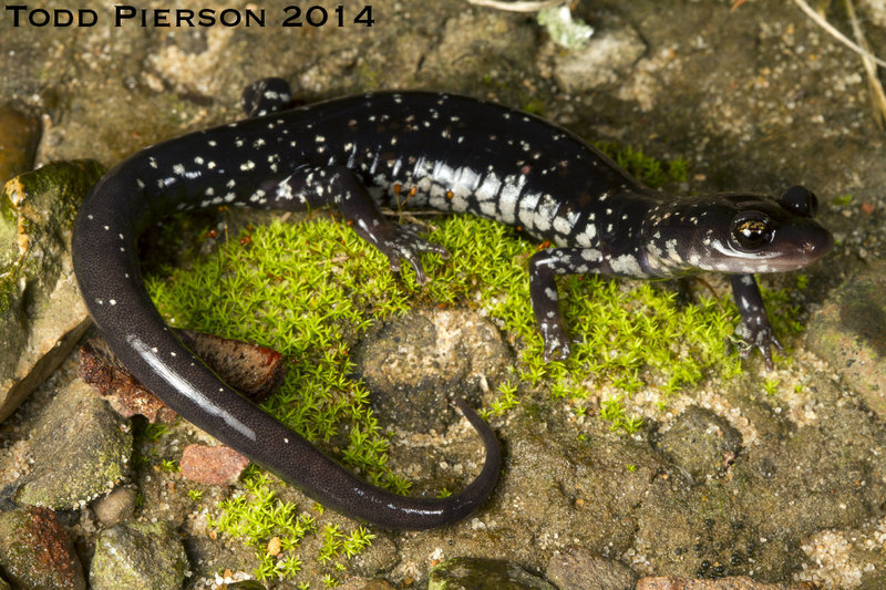 Image of Rich Mountain Salamander