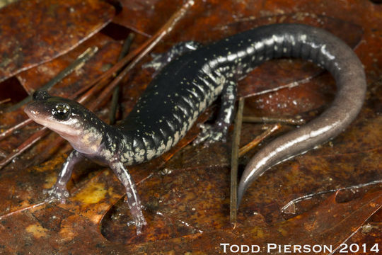 Image of Rich Mountain Salamander