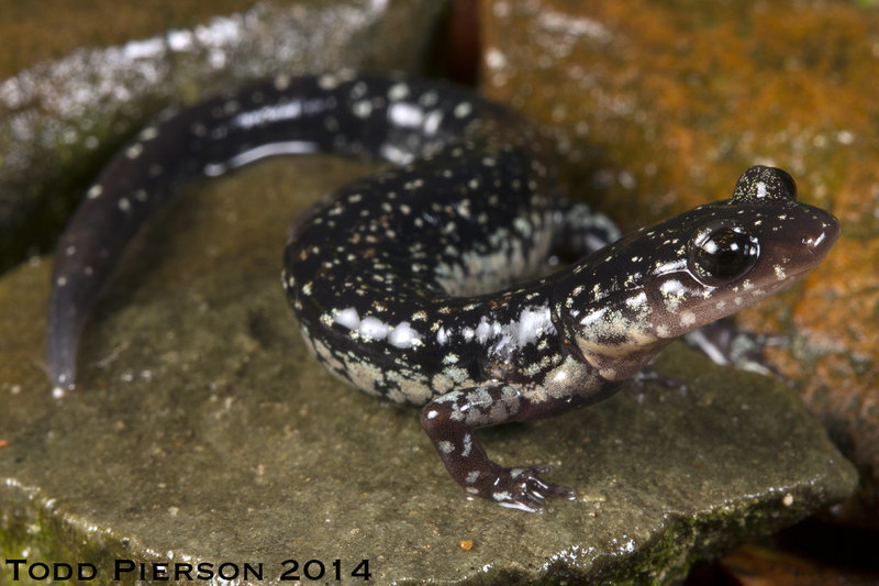 Plancia ëd Plethodon ouachitae Dunn & Heinze 1933