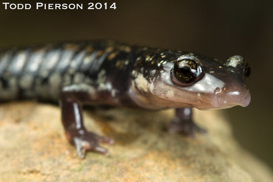 Plancia ëd Plethodon ouachitae Dunn & Heinze 1933