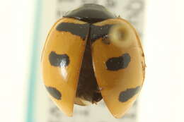 Image of Coccinellini