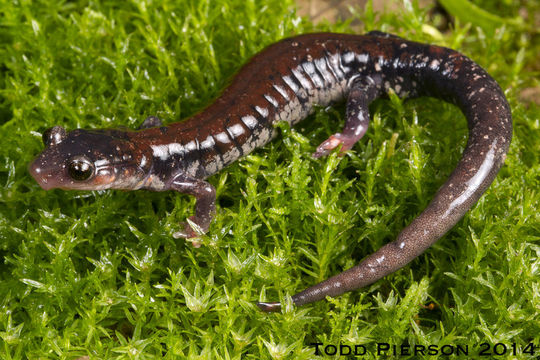 Plancia ëd Plethodon ouachitae Dunn & Heinze 1933