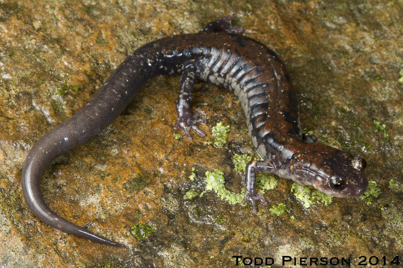 Image of Rich Mountain Salamander