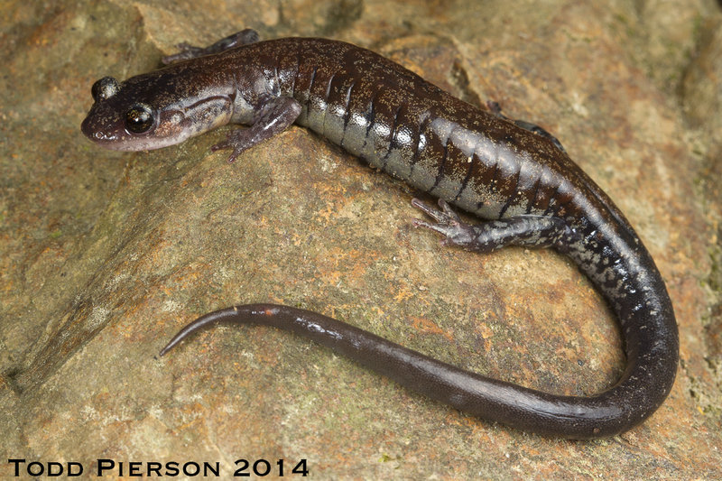 Image of Rich Mountain Salamander