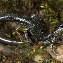 Image of Plethodon sequoyah Highton ex Highton, Maha & Maxson 1989