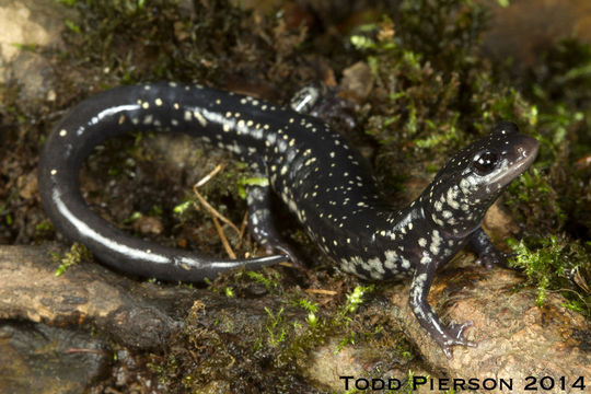 Image of Plethodon sequoyah Highton ex Highton, Maha & Maxson 1989