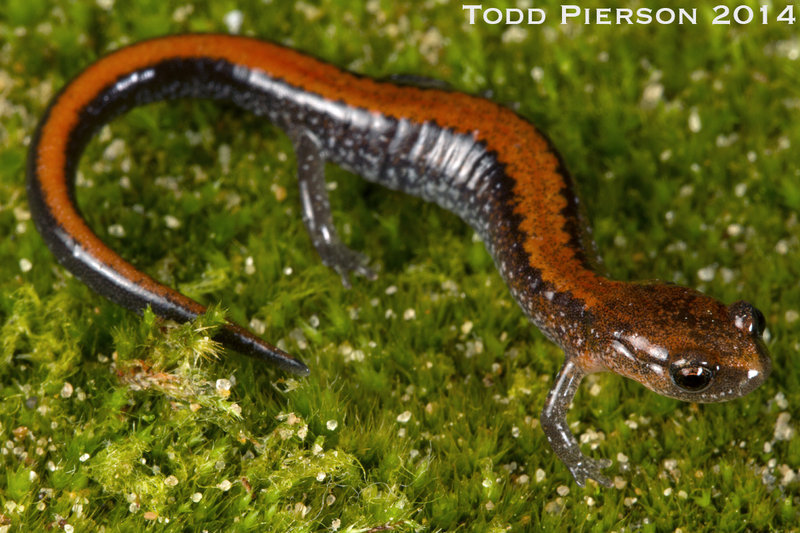 Image of Southern Redback Salamander