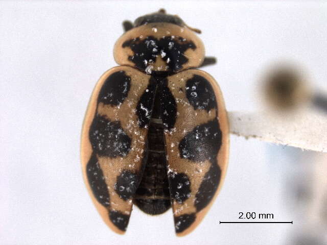 Image of Coccinellini