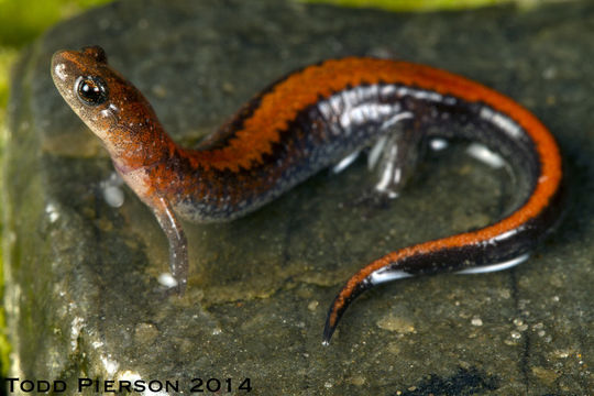 Image of Southern Redback Salamander