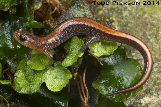 Plethodon serratus Grobman 1944 resmi