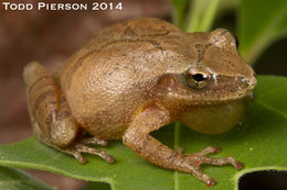 Слика од Pseudacris crucifer (Wied-Neuwied 1838)