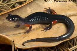 Plethodon shermani Stejneger 1906的圖片