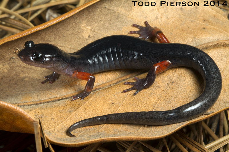 Plethodon shermani Stejneger 1906的圖片