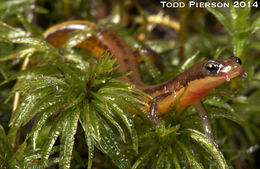 Image of Patch-nosed Salamander