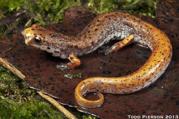 Image of Four-toed Salamander