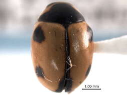 Sivun Hyperaspidini kuva
